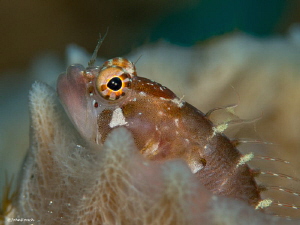 Ringed Blenny  Starksia hassi   Bonaire by John Roach 